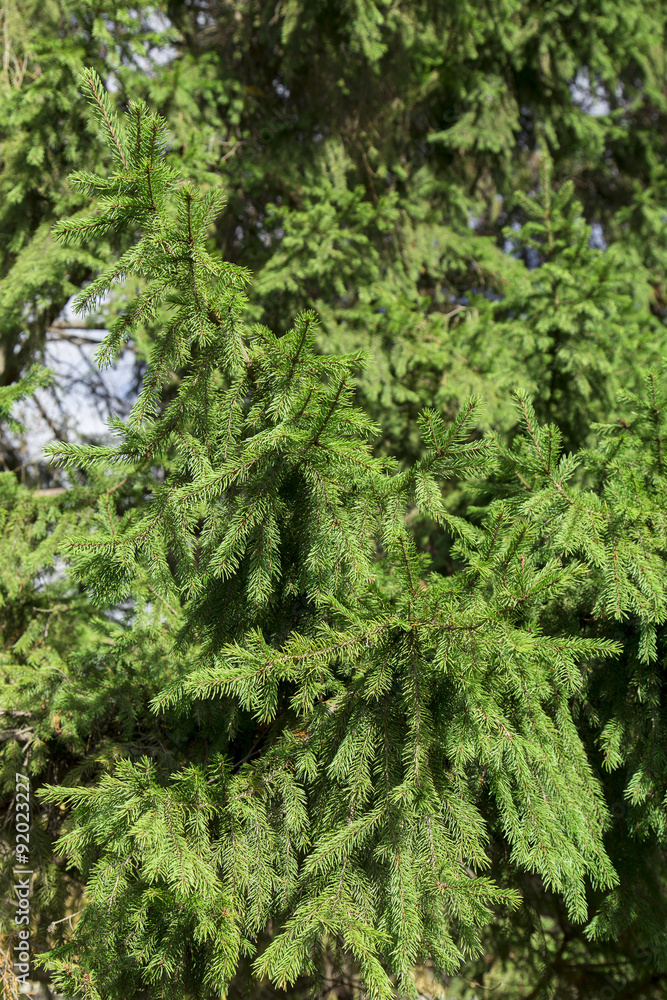 fir tree on the white background