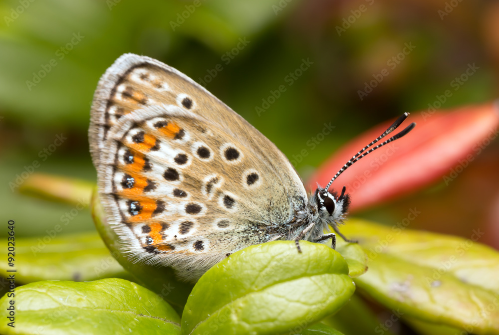 Fototapeta premium Digital photo of a brownie, Lycaenidae resting on lingonberry sprigs
