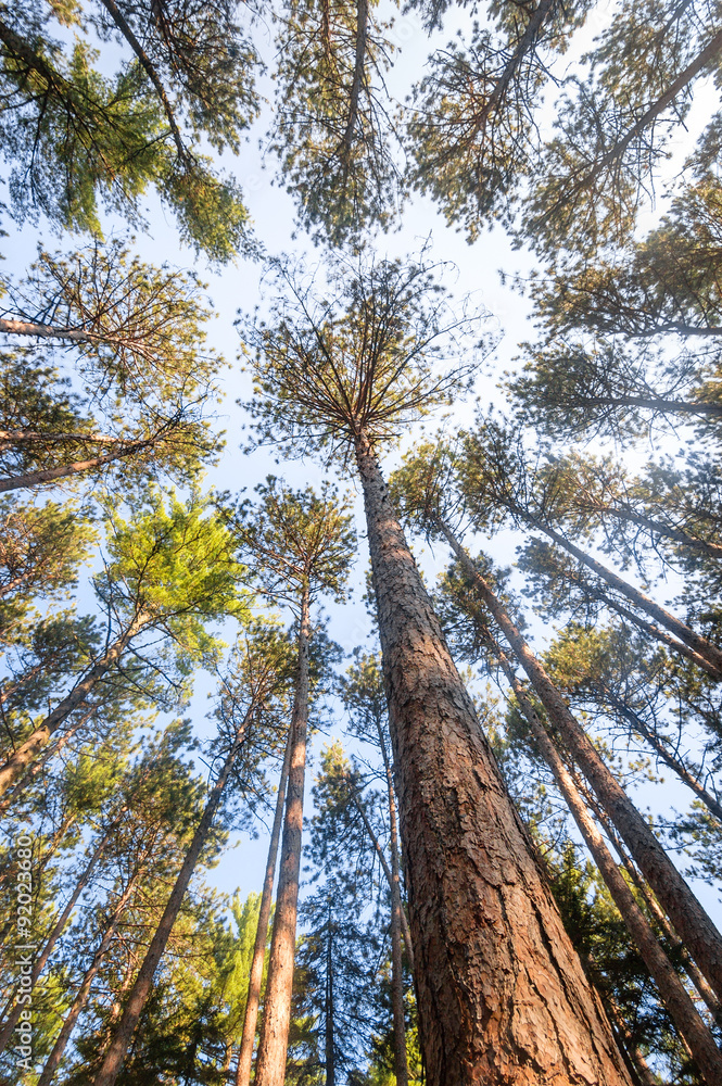 Fototapeta premium Cathedral Pines