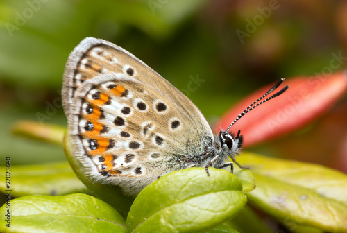 Digital photo of a brownie, Lycaenidae resting on lingonberry sprigs