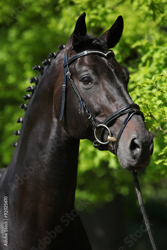 Fototapeta Naklejka Na Ścianę i Meble -  Nice black dutch warmblood with bridle