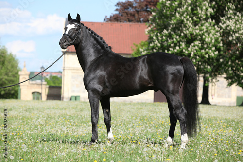 Fototapeta Naklejka Na Ścianę i Meble -  Nice black dutch warmblood with bridle