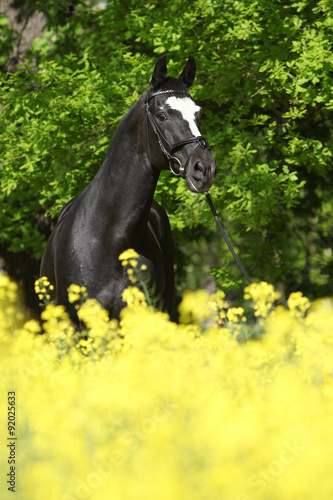 Amazing black dutch warmblood with yellow flowers