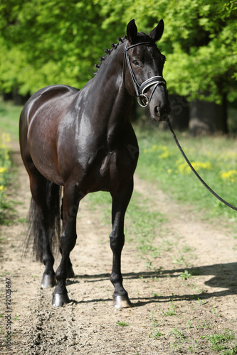 Fototapeta Naklejka Na Ścianę i Meble -  Nice black dutch warmblood with bridle