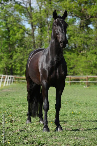 Beautiful kwpn stallion on pasturage