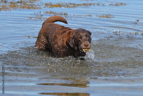 Labrador chocolat dans l'eau