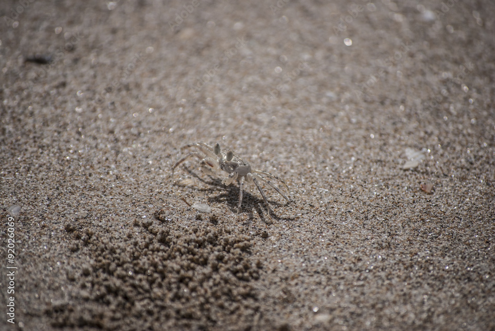A Camouflaged Sand Crab on a Beach A Camouflaged Sand Crab on a Beach