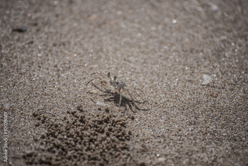 A Camouflaged Sand Crab on a Beach