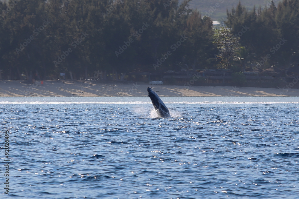 Fototapeta premium LaReunion201508-774