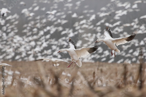 landing snow geese photo