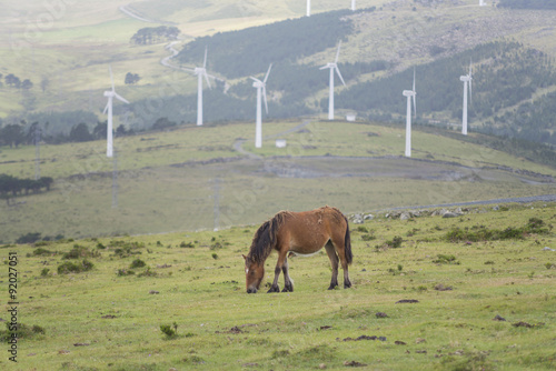 Caballo pastando. photo