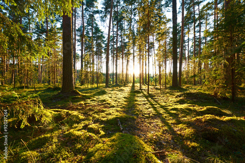Stampa su tela Sunrise in pine forest