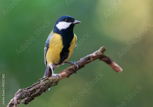 Great tit. Adult male