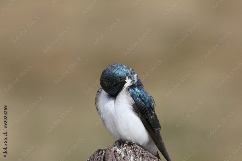 Obraz premium embarrassed tree swallow