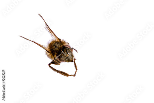bee macro close up on white background © ricardo rocha