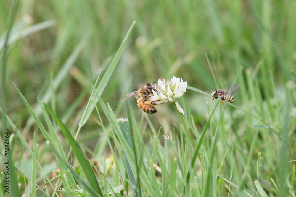two bees two bees