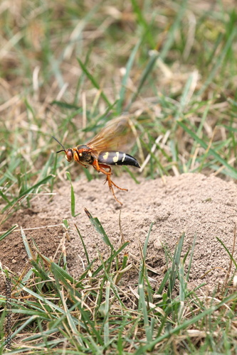cicada killer at burrow © chiptape