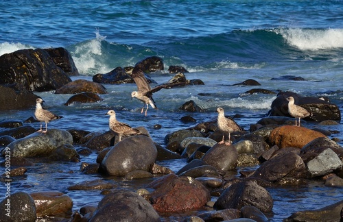 Gulls on the rocks in the seashore