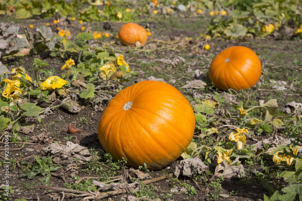 Ripe Pumpkin in a Field