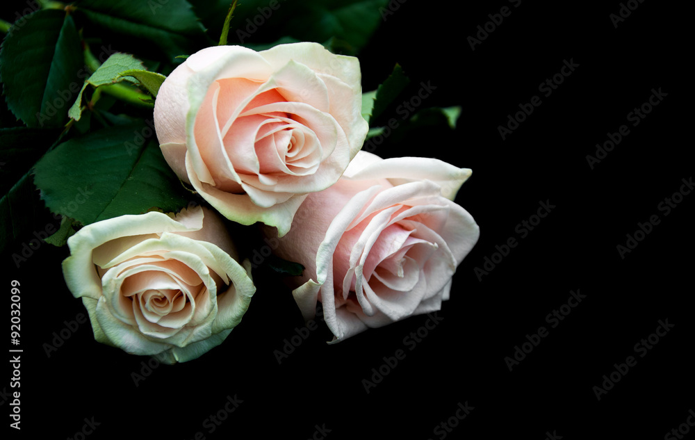 Roses on a black background Roses on a black background