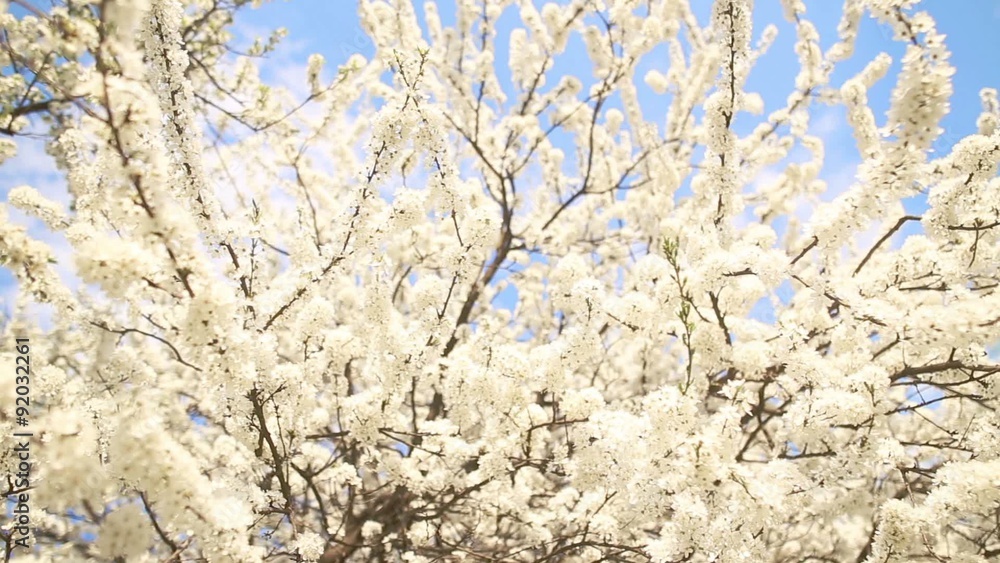 Beautiful apple tree branch Beautiful apple tree branch