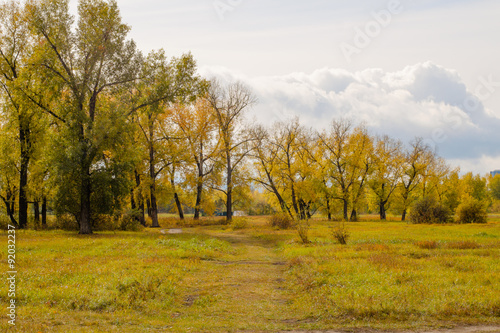Field and poplar grove in autumn dress bright in cloudy weather