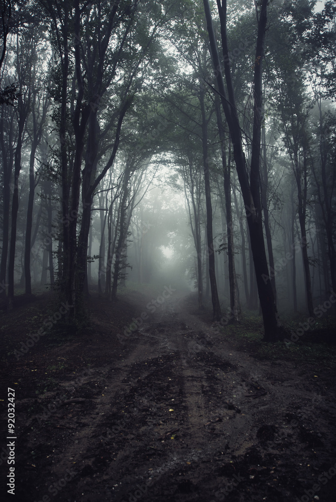 Fototapeta premium mysterious light in foggy forest
