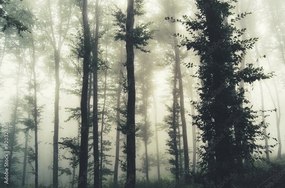trees in foggy forest - obrazy, fototapety, plakaty 