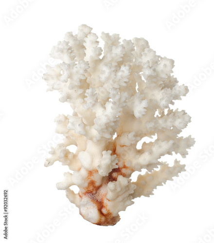 White Coral . isolated
