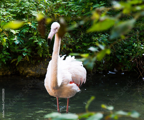 Bild auf Leinwand Phoenicopteriformes Flamingo