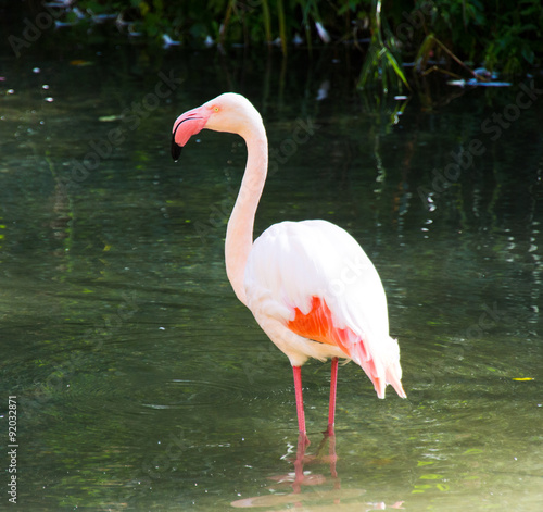 Bild auf Leinwand Phoenicopteriformes Flamingo