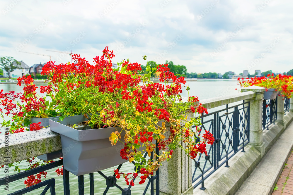 Fototapeta premium Flowers on the parapet of the embankment