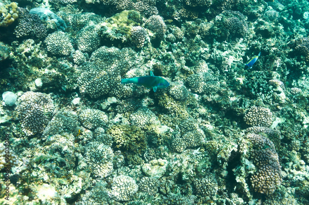 Fototapeta premium Coral reef and fish