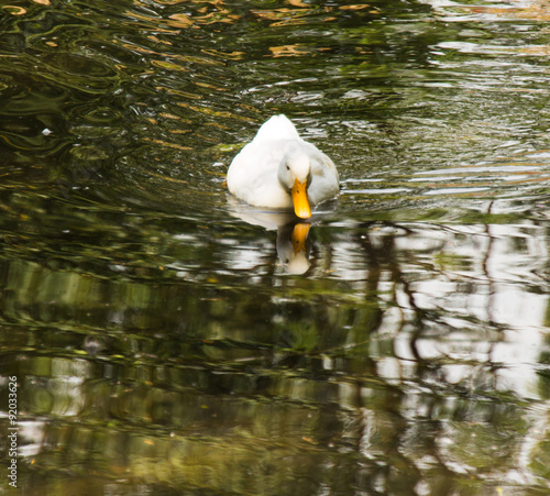 Pekingente weiß beim schwimmen photo