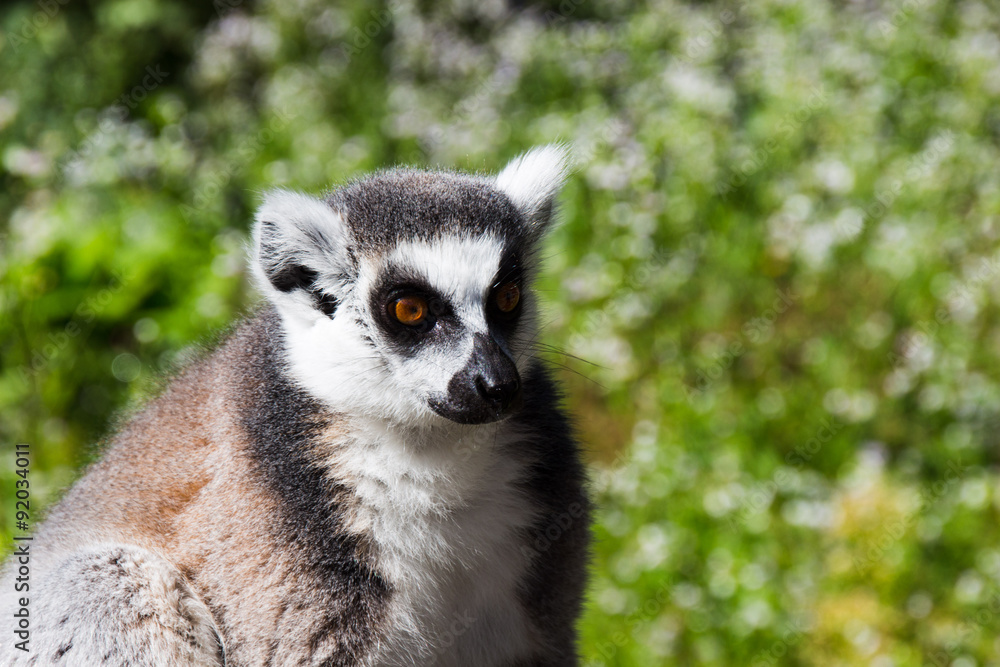 Katta, Lemur Katta, Lemur