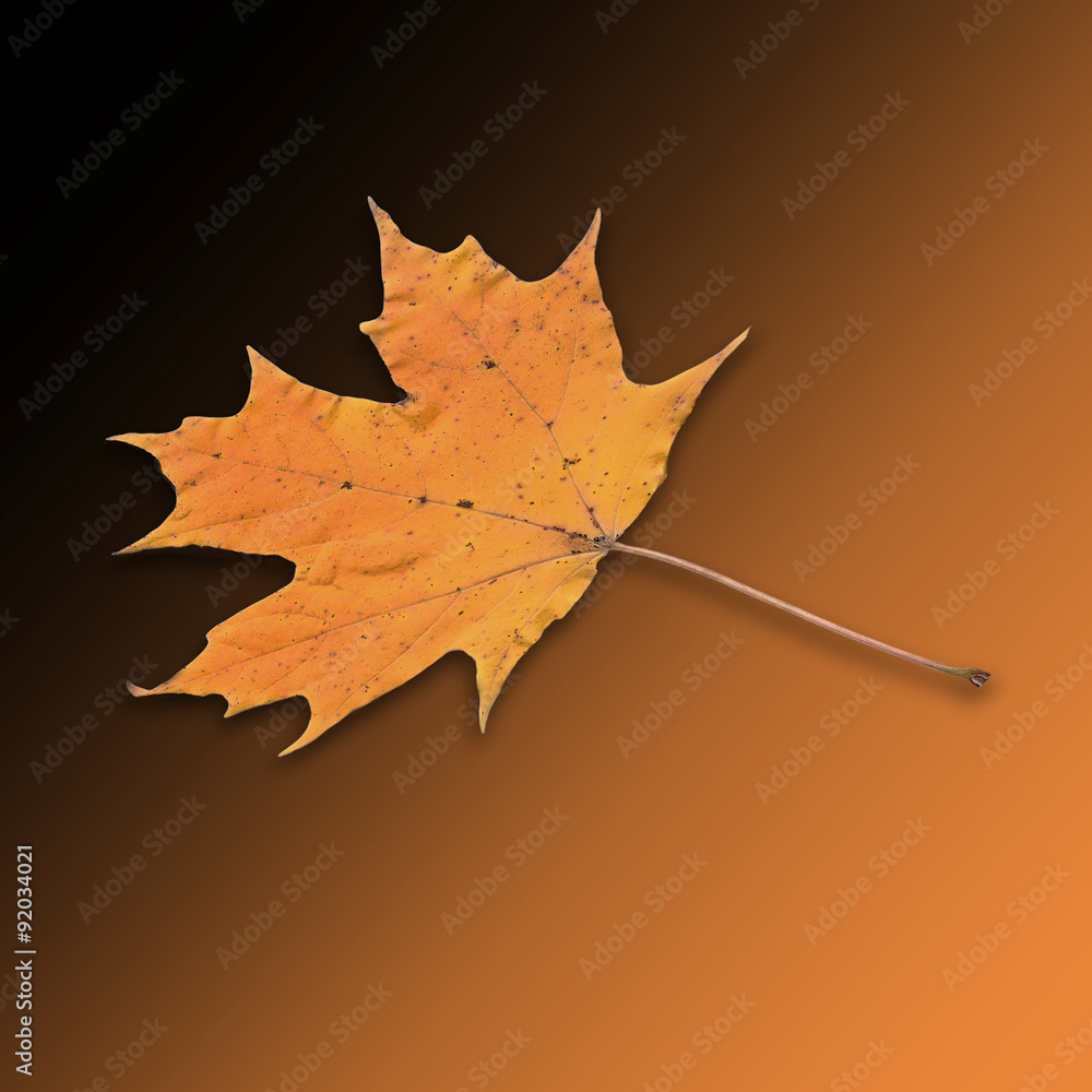 Photo illustration cut out of one single sugar maple leaf acer saccharum macro close up on gradient background Photo illustration cut out of one single sugar maple leaf acer saccharum macro close up on gradient background