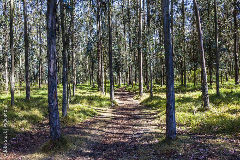 Fototapeta premium Path in forest