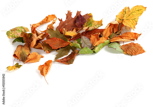 Autumn dried leafs isolated on white background