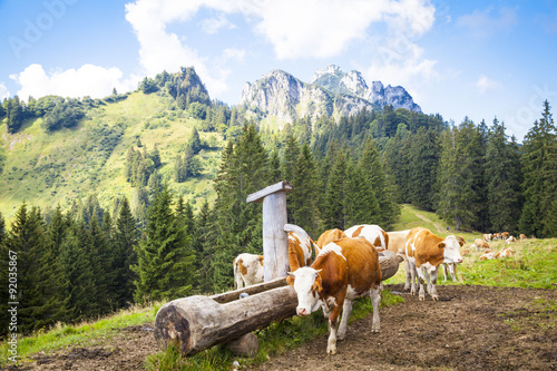 Dairy cows in front of the Kampenwand photo