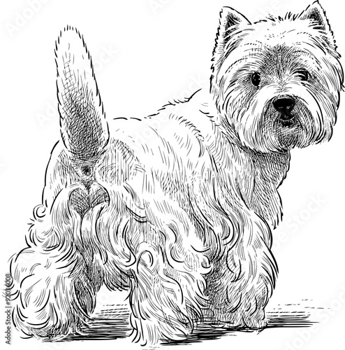 White Scottish Terrier