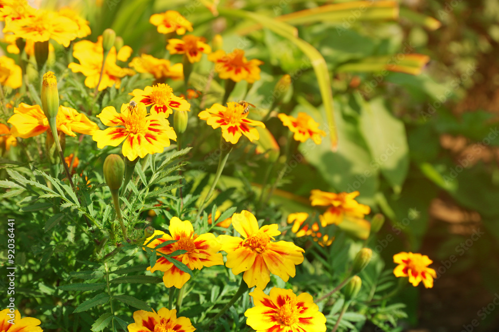 Fresh flowers over green grass background Fresh flowers over green grass background