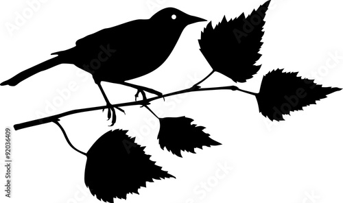 silhouette of bird sitting on branch