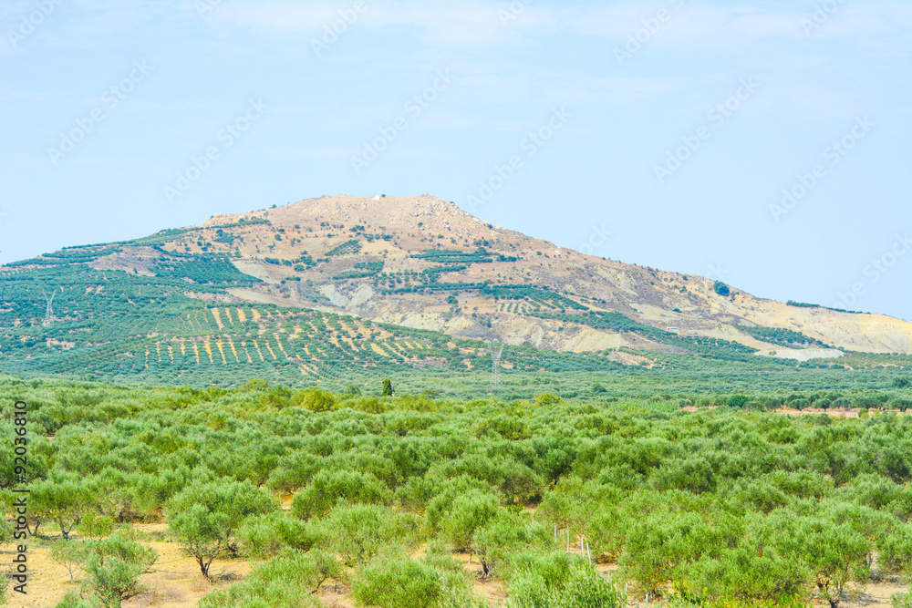 Olive Fields Landscape