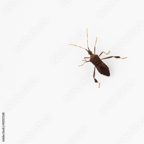 Leaffooted bug, dorsal view, with white background. Leptoglossus oppositus photo