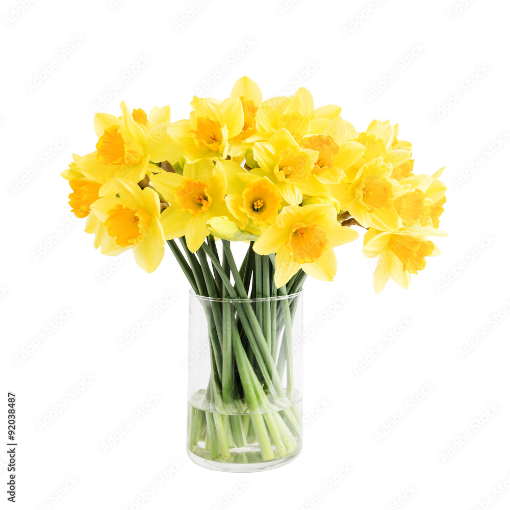 Bouquet of fresh spring narcissus in vase.Isolated over white