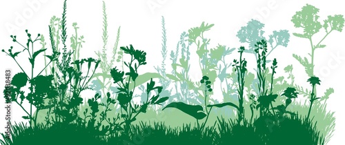 Silhouette of meadow grass