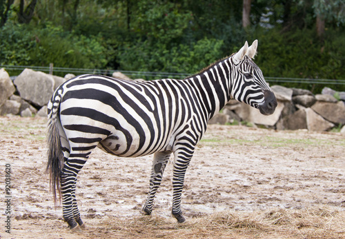 African Zebra standing