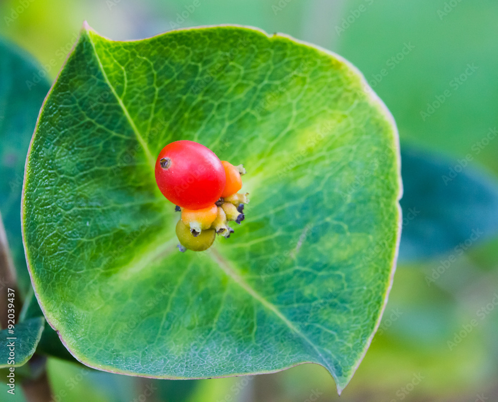 Obraz premium Hagebutte