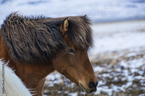 Brown Icelandic horse eats grass