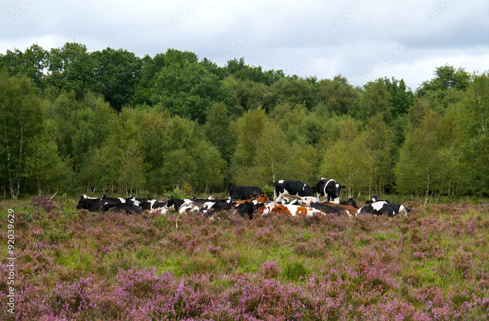 custom made wallpaper toronto digitalFree range black and white cows on heath in summer